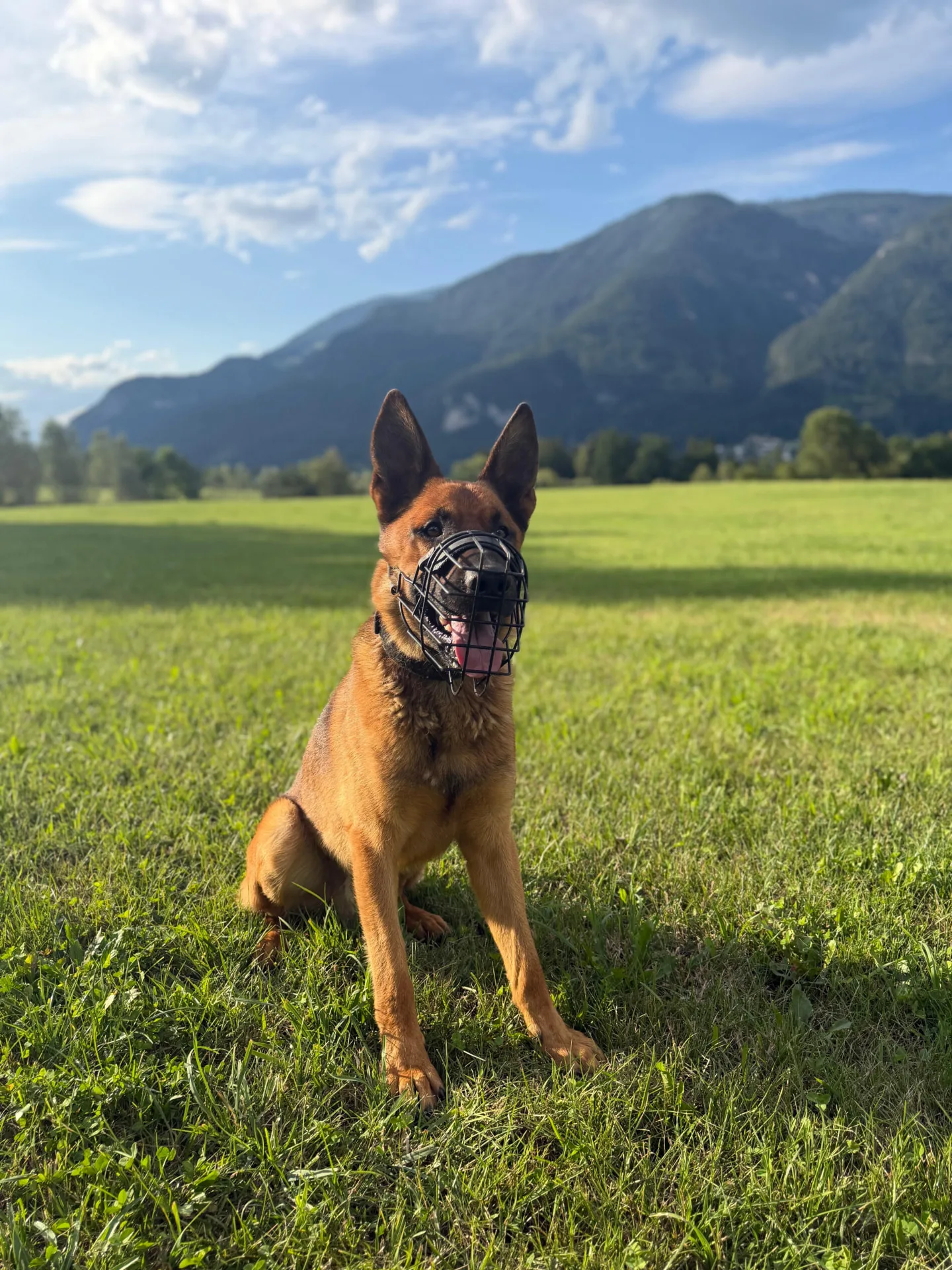 Billy, Malinois im Verein Teufels Hunde