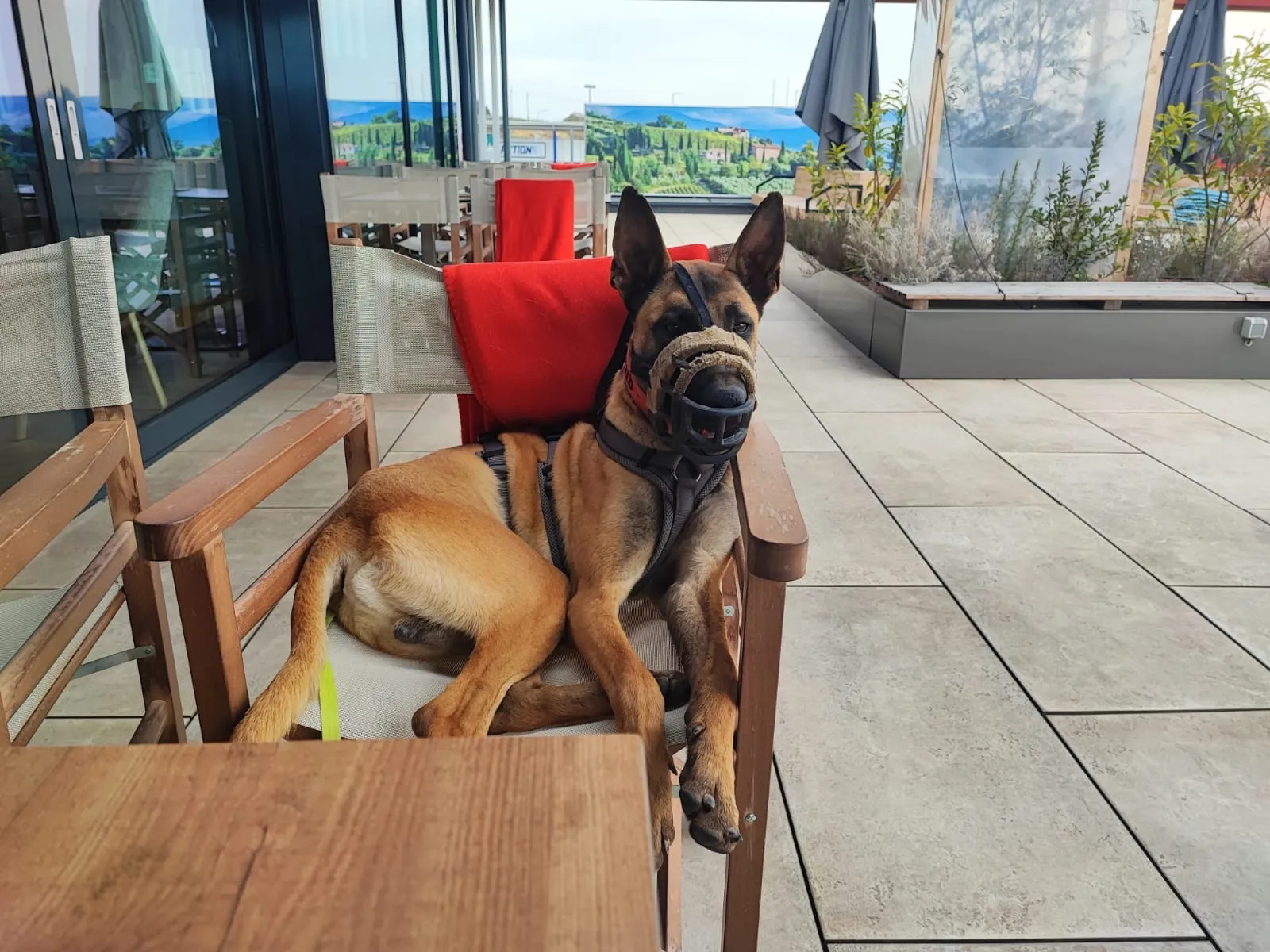 Thor liegt mit Maulkorb ruhig auf einem Stuhl in einem Restaurant