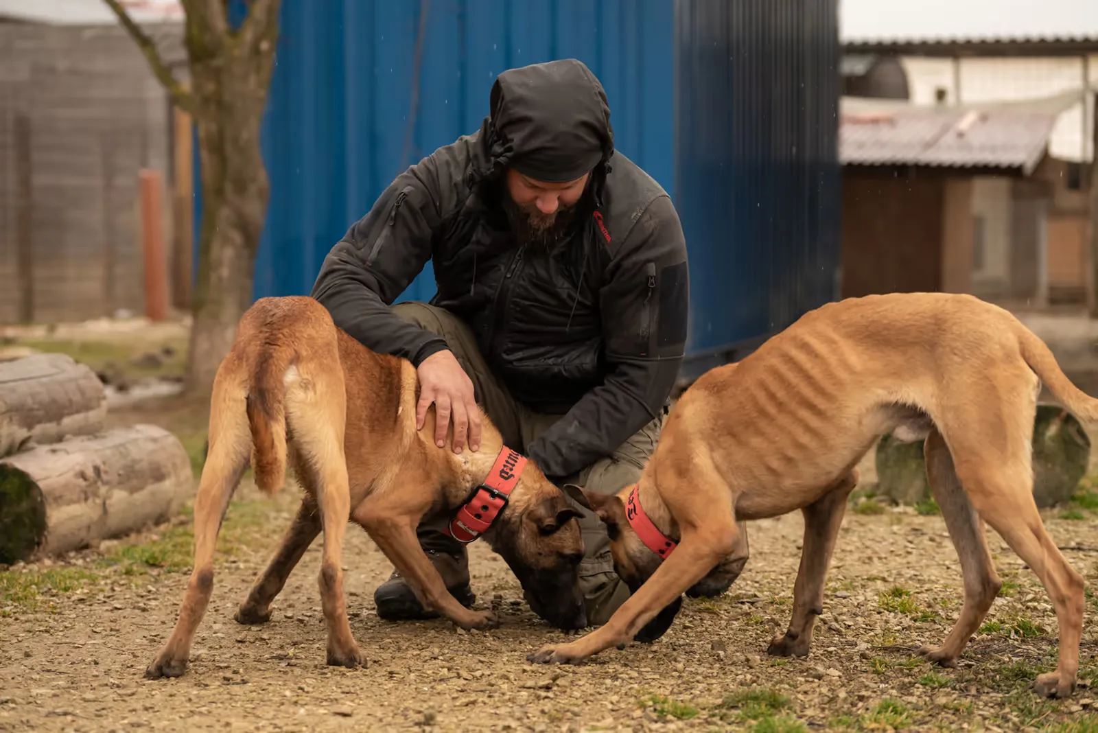 Georg Resch kniet auf dem Hof zwischen zwei Malinois