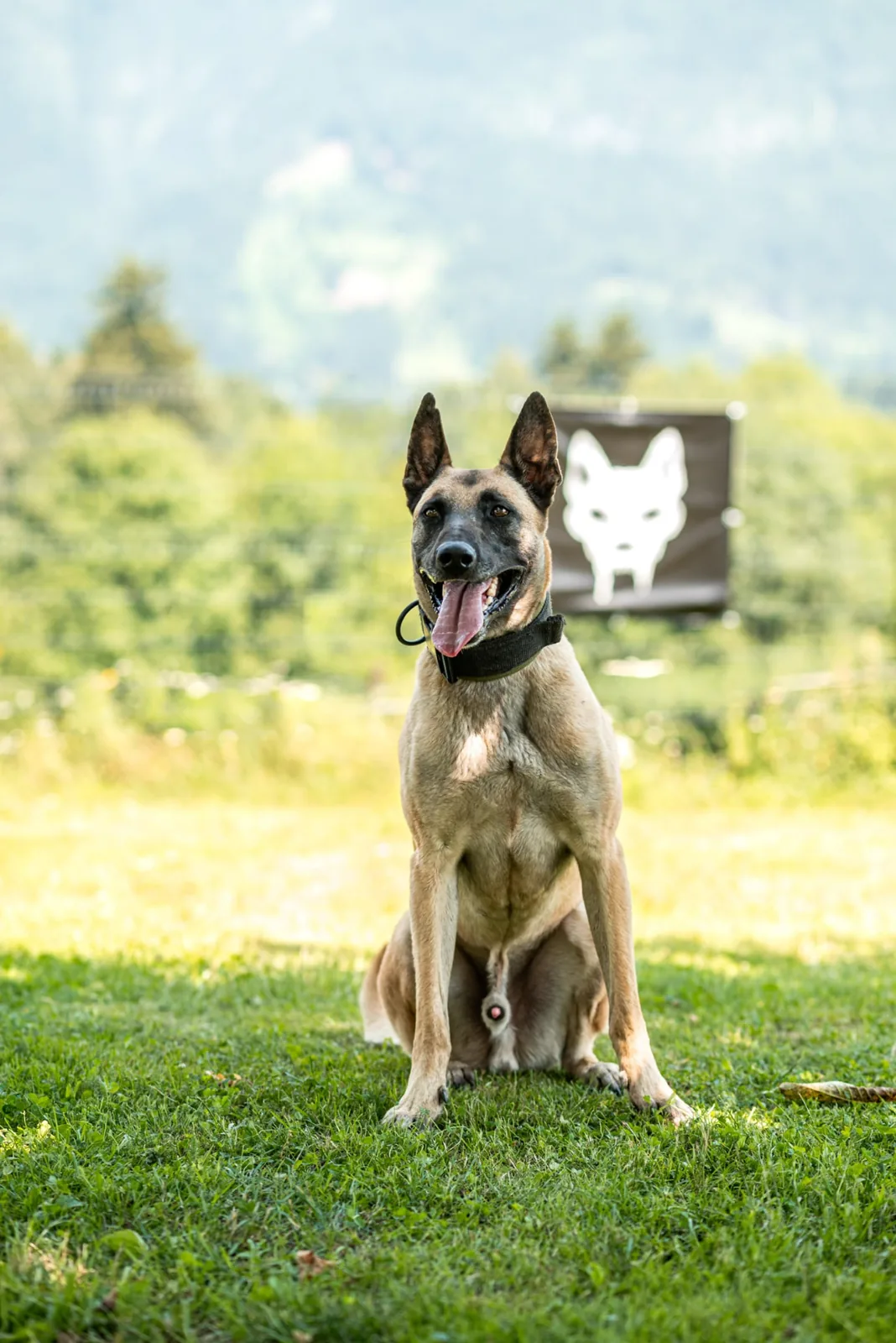 Thor sitzt entspannt und gesund im Gras vor dem Teufelshunde-Banner