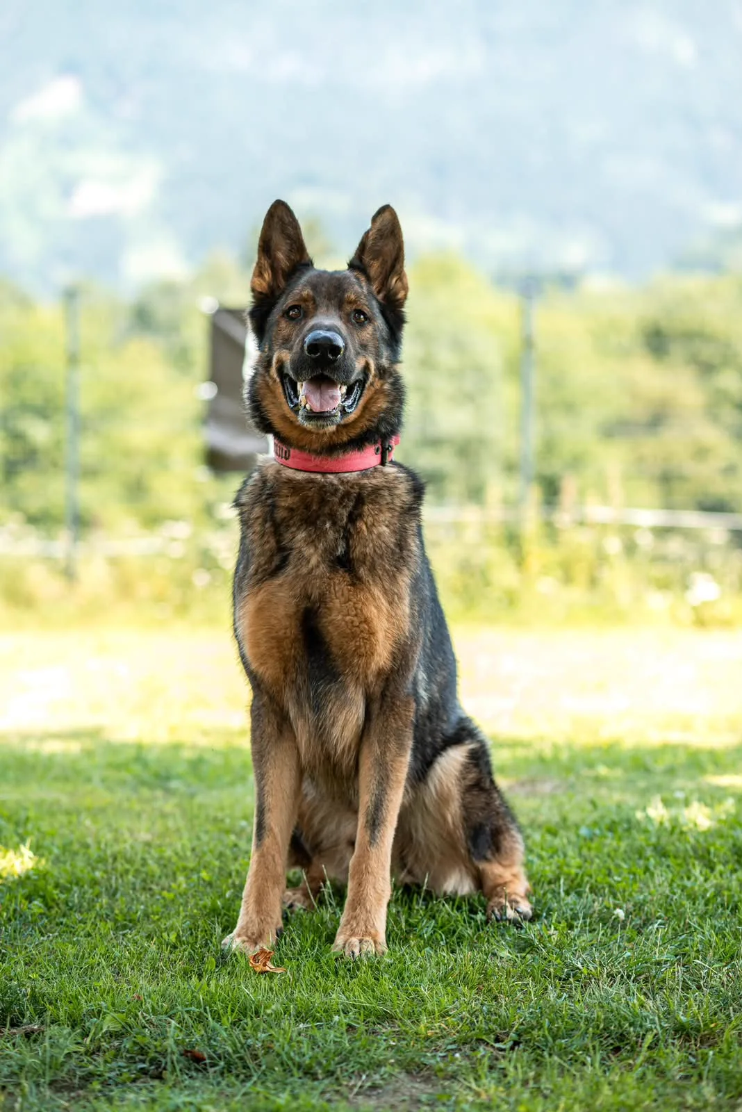 Rocky, Deutscher Schäferhund im Verein Teufels Hunde