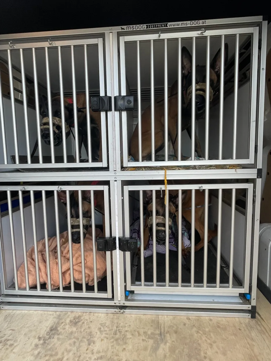 Die vier Malinois sitzen während der Abholung in Transportboxen im Fahrzeug