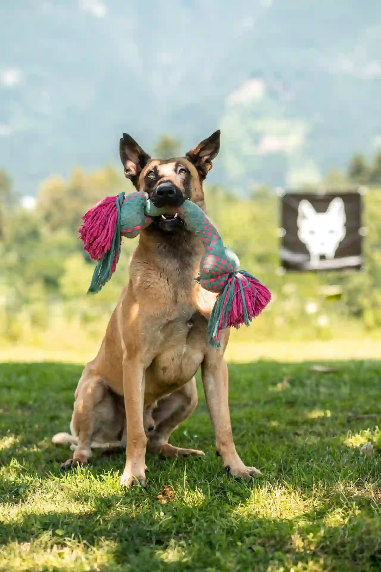 Trick, Malinois im Verein Teufels Hunde