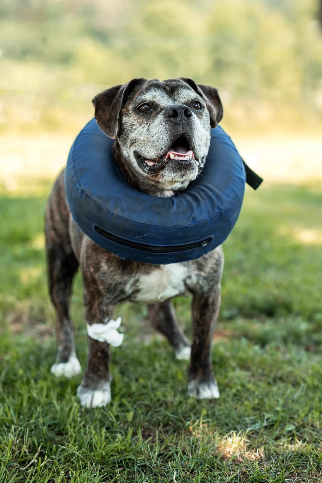T-Bone, Boxer-Mischling im Verein Teufels Hunde