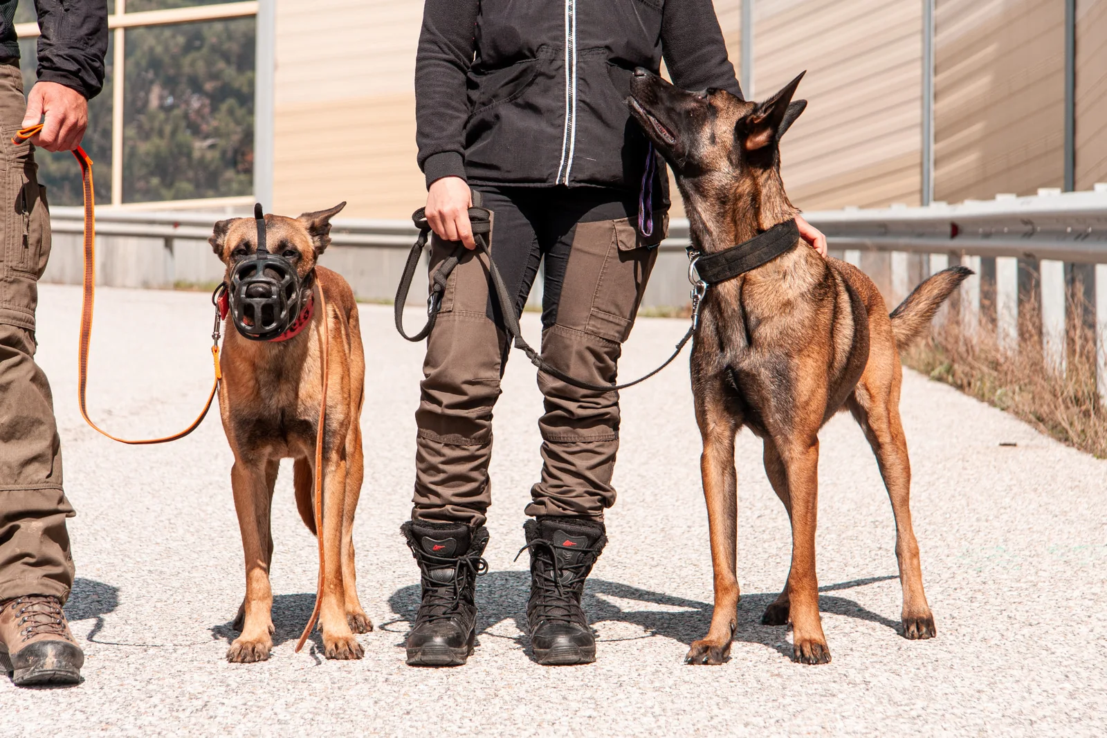 Jagdhundetraining – 10er-Block Einzelstunden
