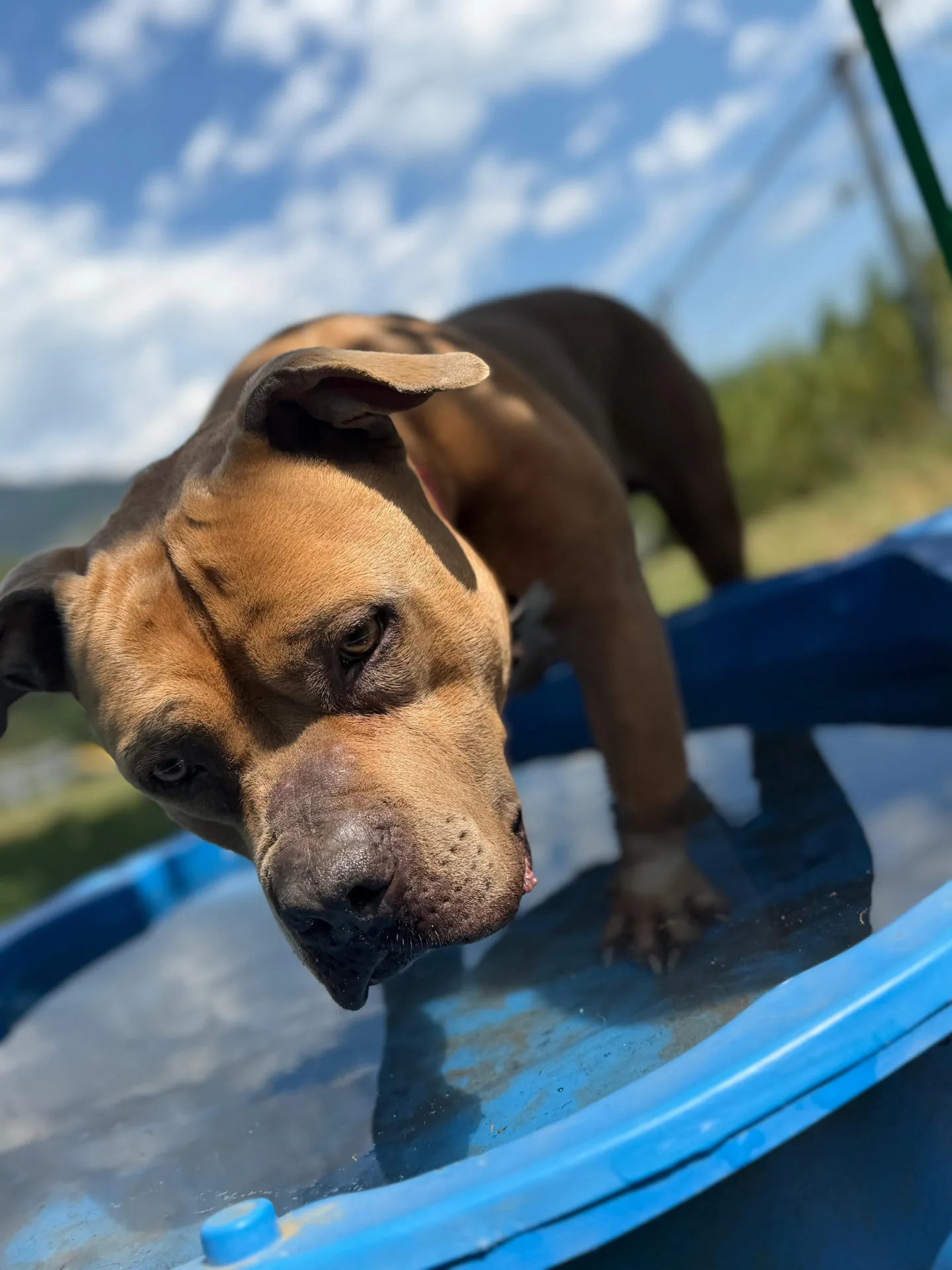 Limbo, American-Bully-Mischling im Verein Teufels Hunde