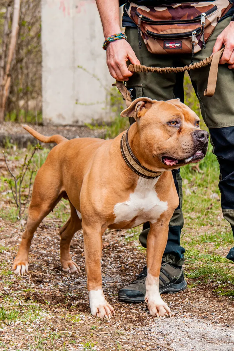 Erstgespräch Jagdhundeausbildung