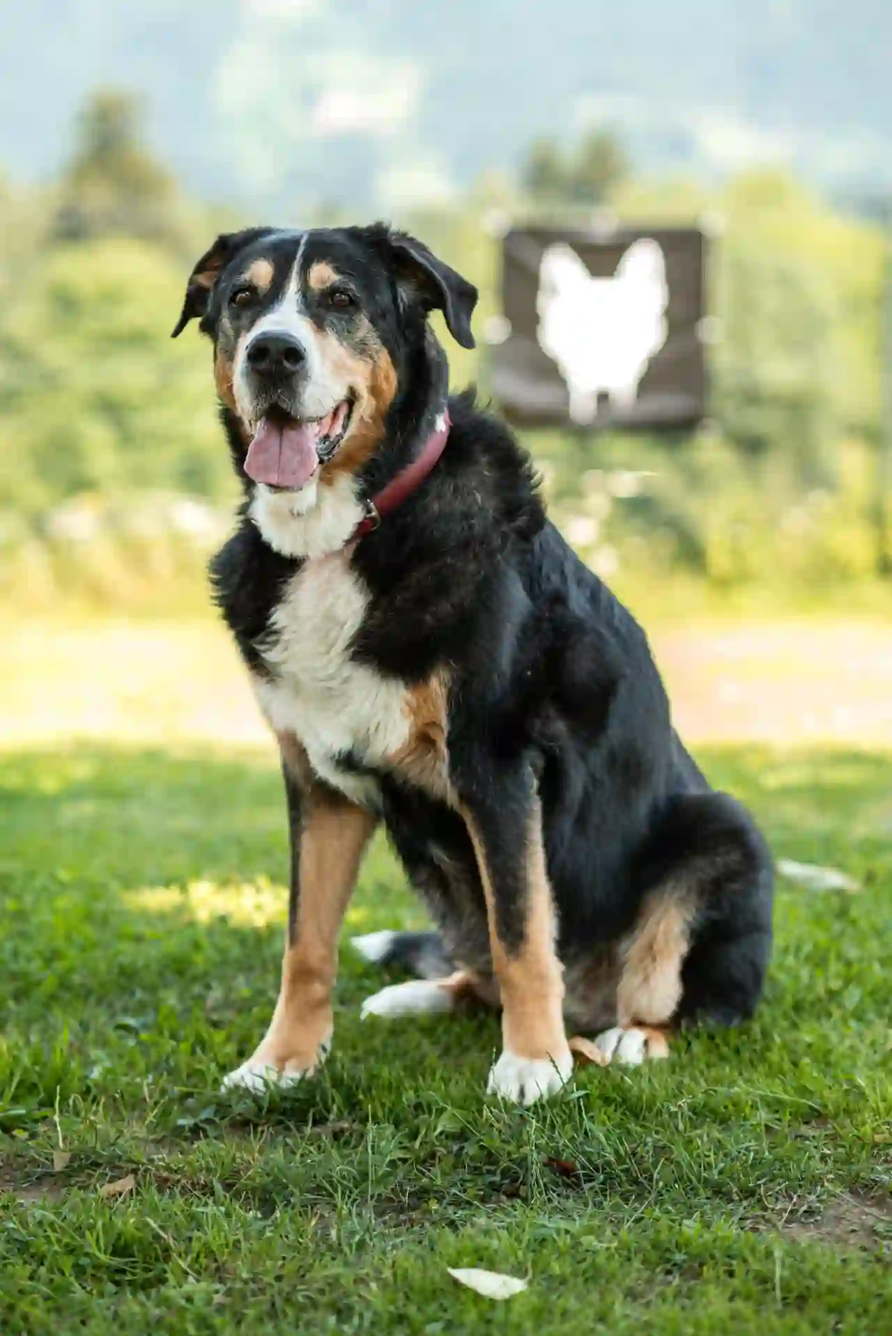 Oma Jaina, Berner-Sennenhund-Mischling im Verein Teufels Hunde