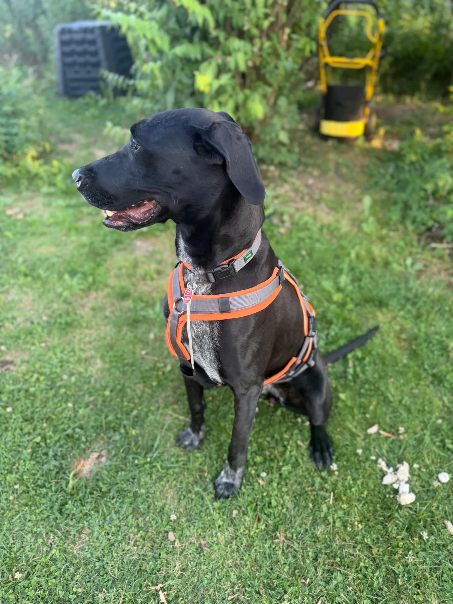 Kaja, Labrador-Mischling im Verein Teufels Hunde