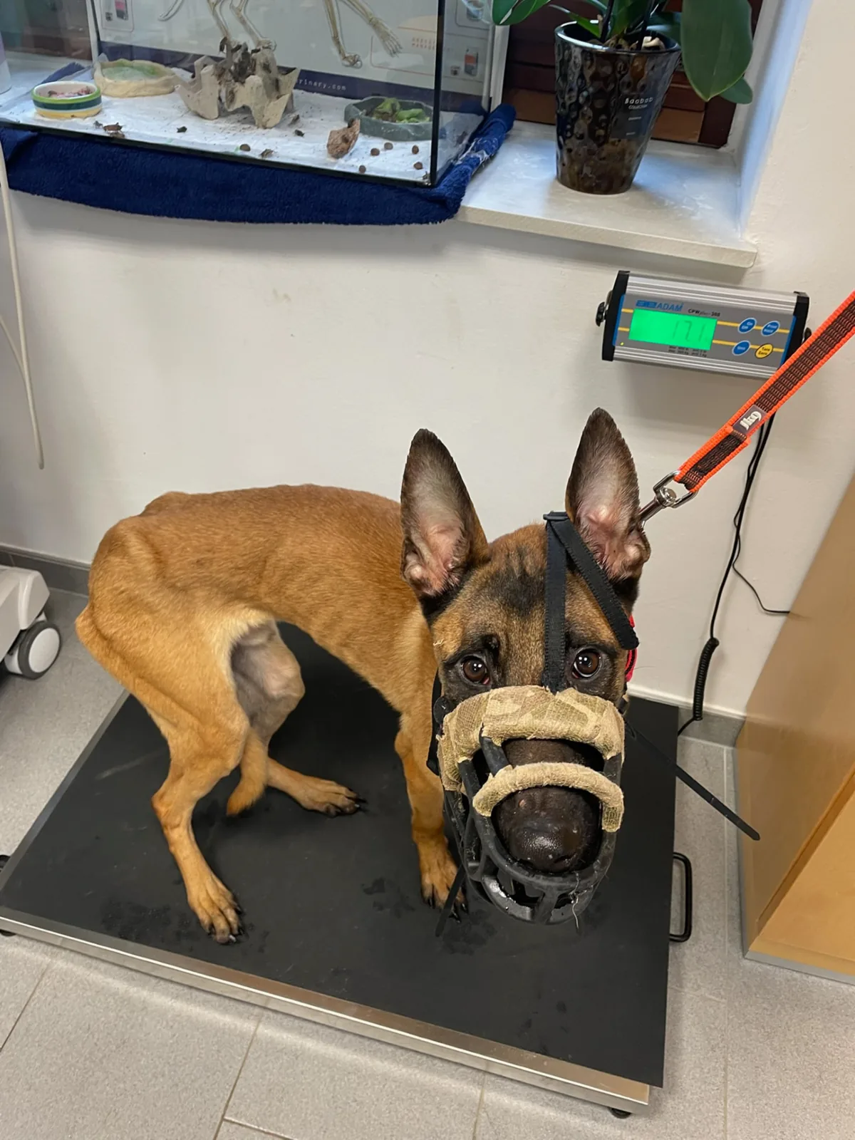 Stark abgemagerter Thor mit Maulkorb auf der Waage beim Tierarzt