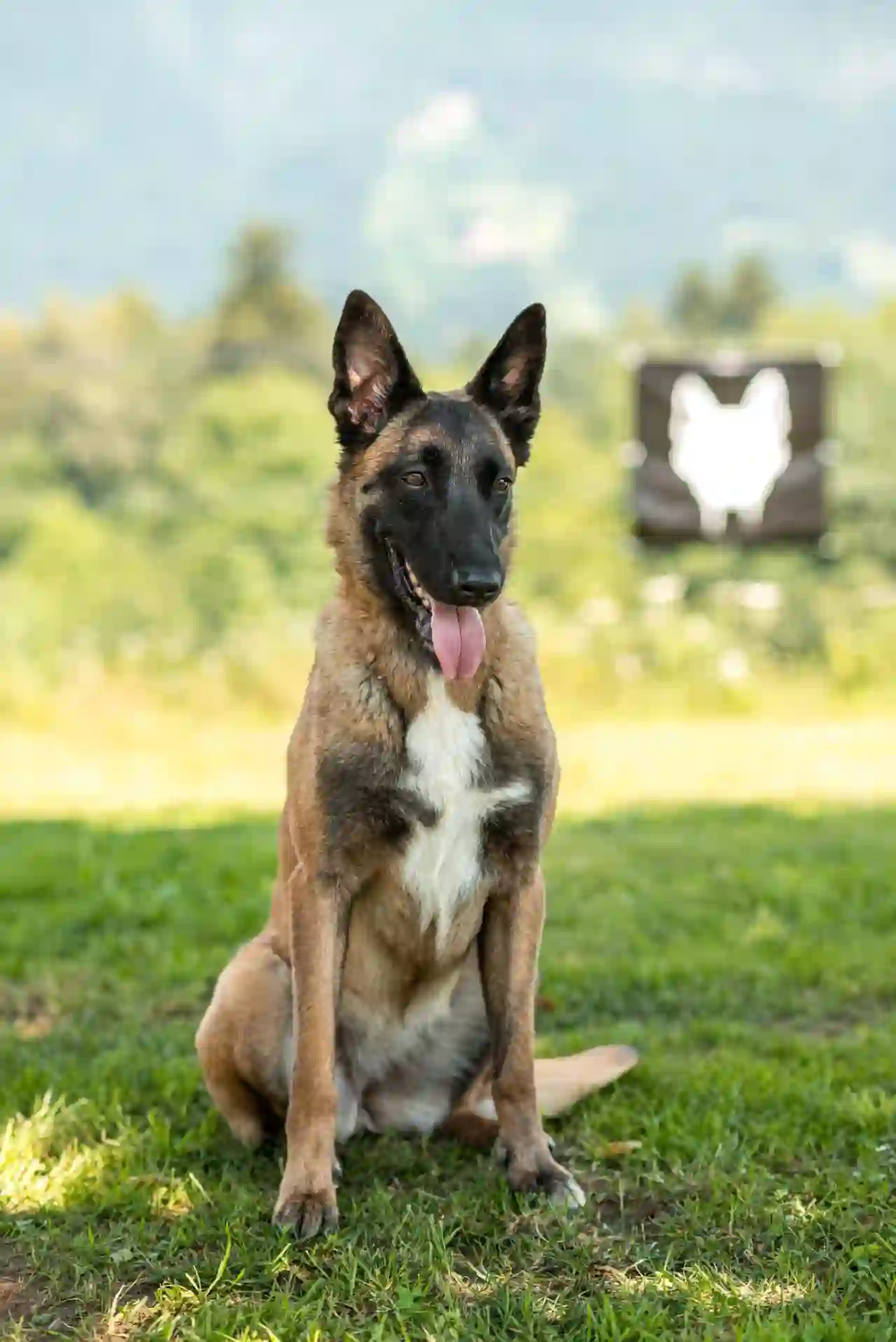 Pain, Malinois im Verein Teufels Hunde