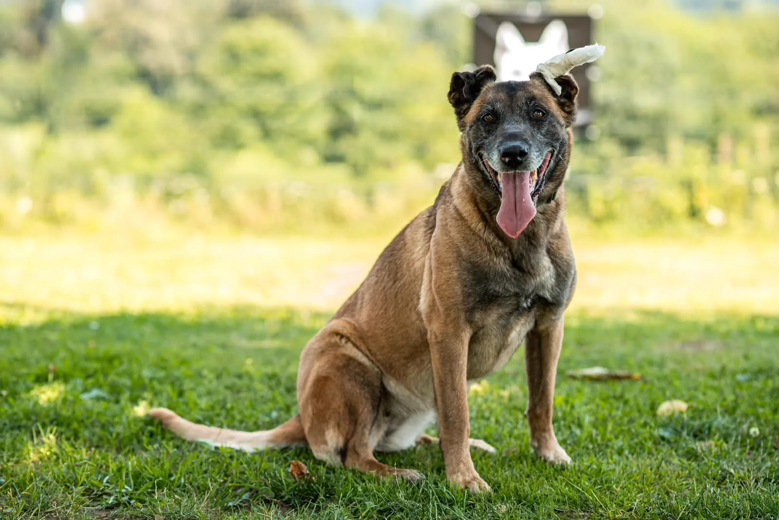 Julie, Malinois-Mischling im Verein Teufels Hunde