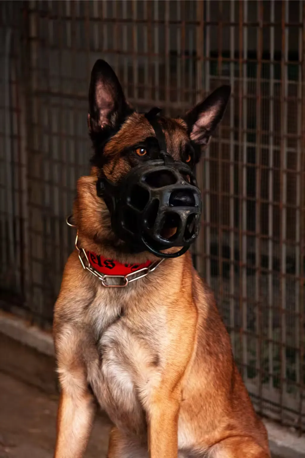 Malinois mit Maulkorb und rotem Teufels-Hunde-Halsband sitzt aufmerksam vor einem Zwingergitter