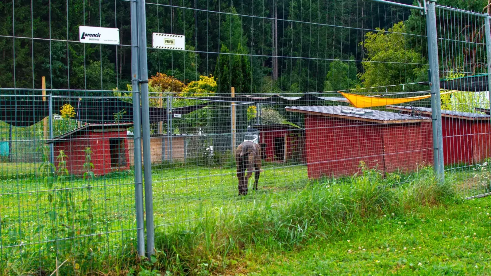 Großer eingezäunter Auslauf der Hundepension mit Wiese und Hundehütten