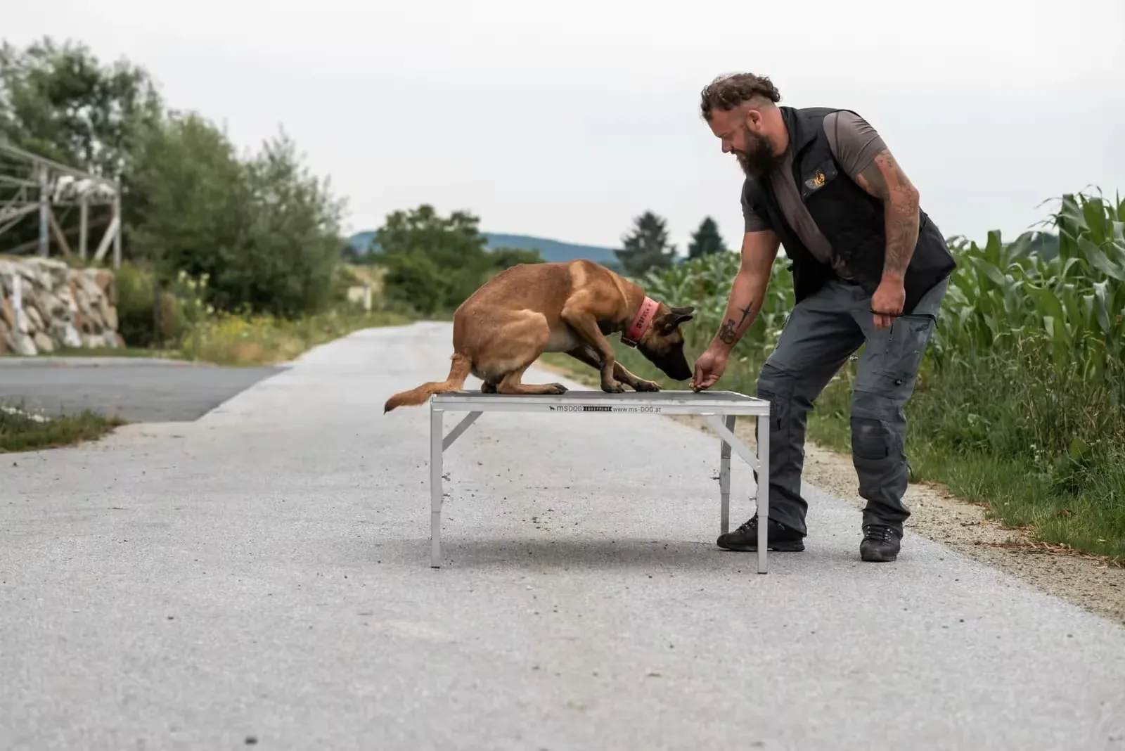 Hund im Rudel während der Resozialisierung