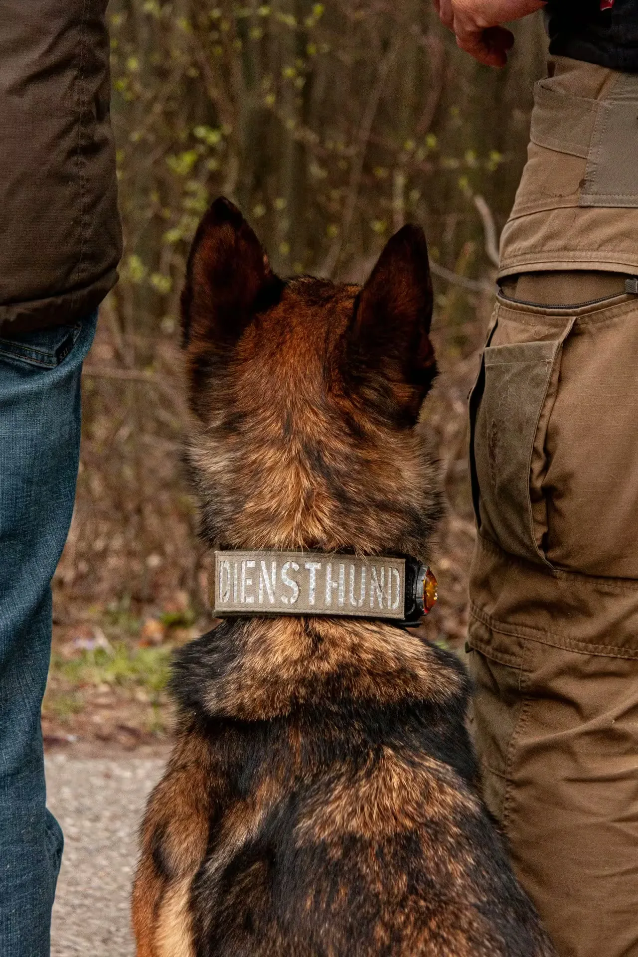 Hund arbeitet mit Trainer während einer Intensivwoche
