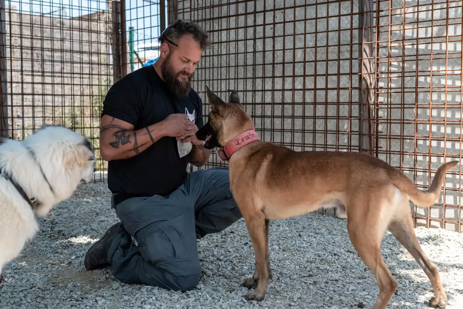 Georg Resch kniet in einem Auslauf und füttert einen belgischen Schäferhund aus der Hand