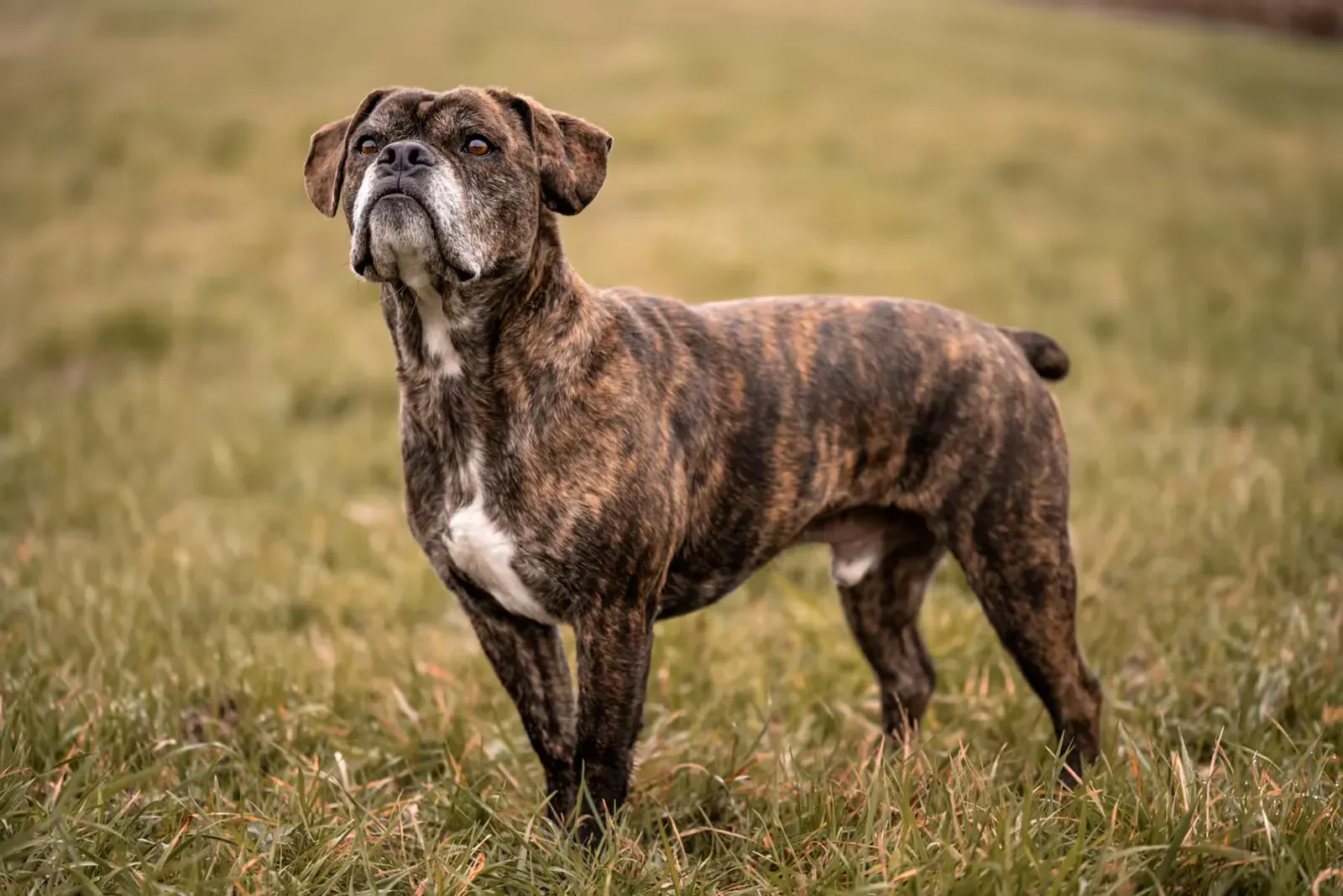 Brindle Boxer steht aufmerksam auf einer Wiese und blickt in die Ferne