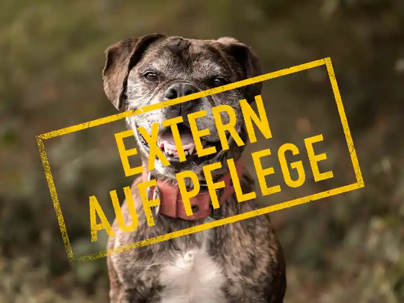 t-bone_problemhund_steckbrief_teufels_hunde_extern_auf_pflege