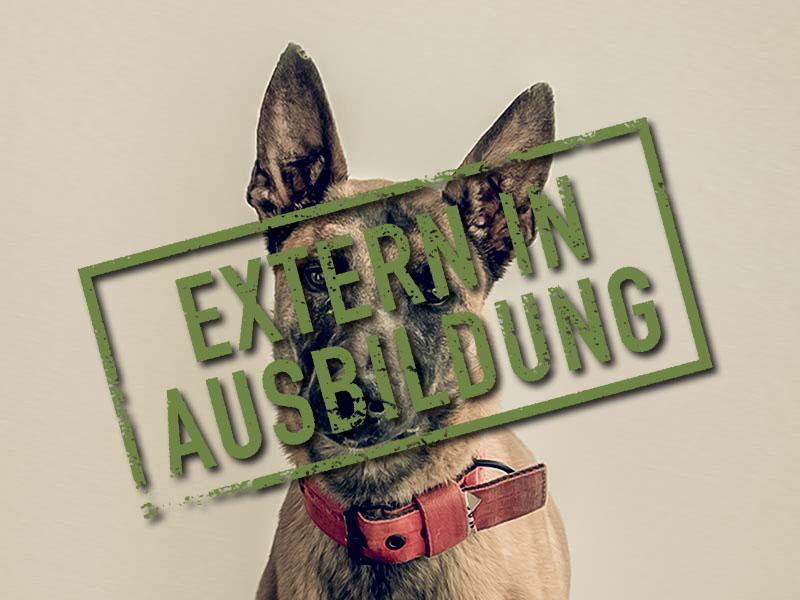 thor-problemhund-steckbrief-teufels-hunde-extern-in-ausbildung