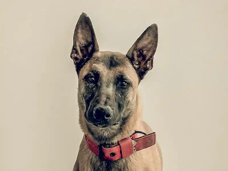 thor-problemhund-steckbrief-teufels-hunde