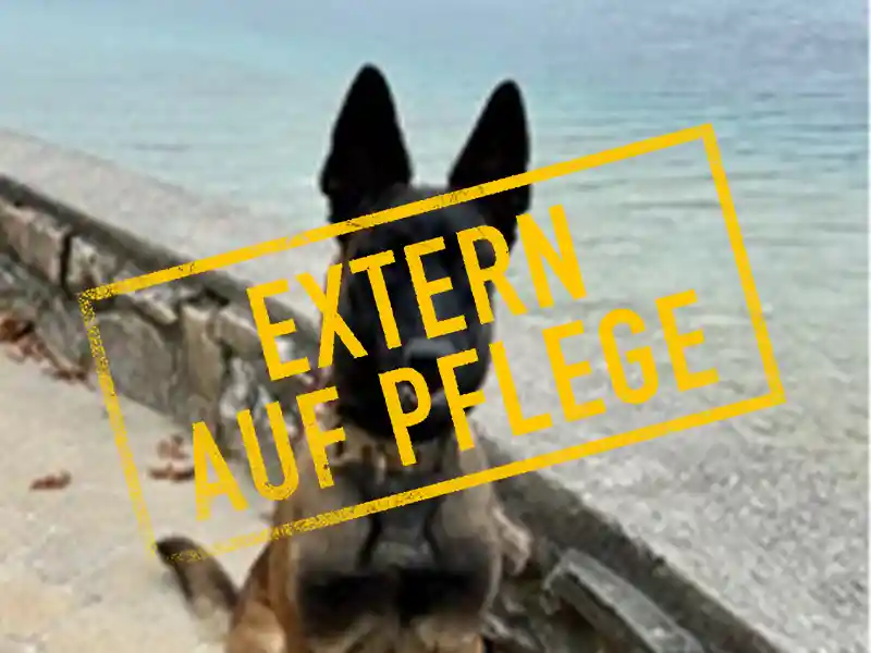 diana_problemhund_steckbrief_teufels_hunde_extern_auf_pflege