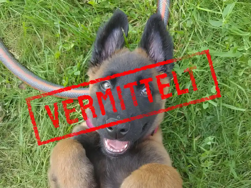 hec_problemhund_steckbrief_teufels_hunde_vermittelt