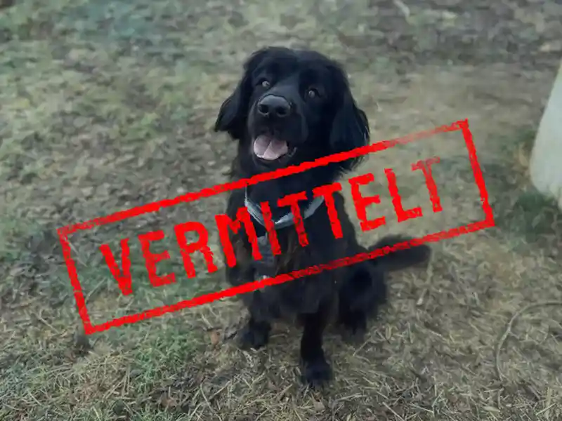 loki_problemhund-steckbrief-teufels-hunde-vermittelt