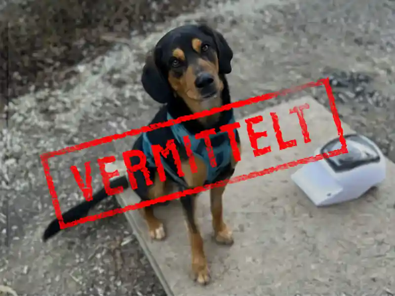 neo_problemhund-steckbrief-teufels-hunde-vermittelt