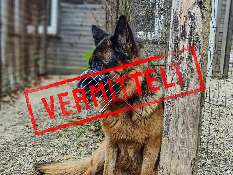 oscar_problemhund_steckbrief_teufels_hunde_vermittelt