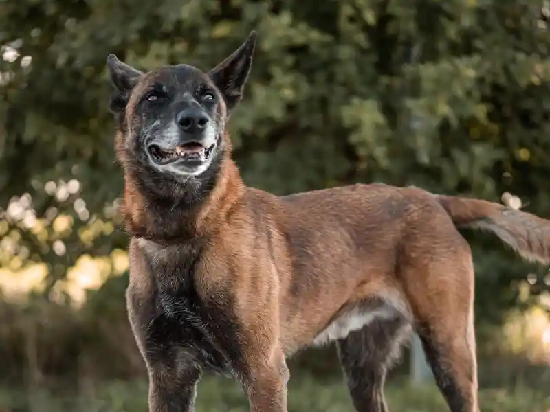 tyson_problemhund_steckbrief_teufels_hunde