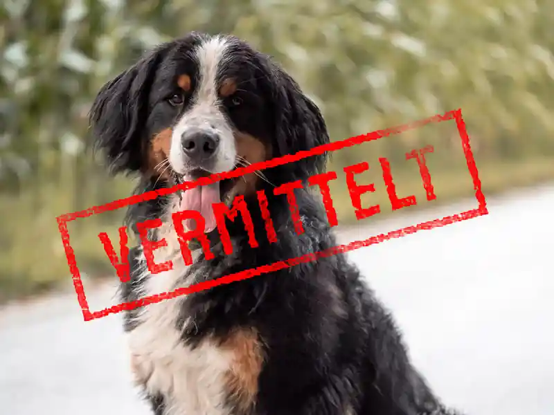 cani_problemhund-steckbrief_vermittelt