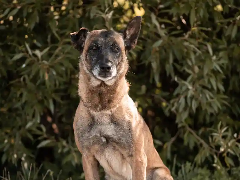 july_problemhund_steckbrief_teufels_hunde