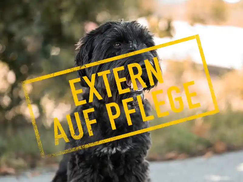 molly_problemhund_steckbrief_teufels_hunde_extern_auf_pflege