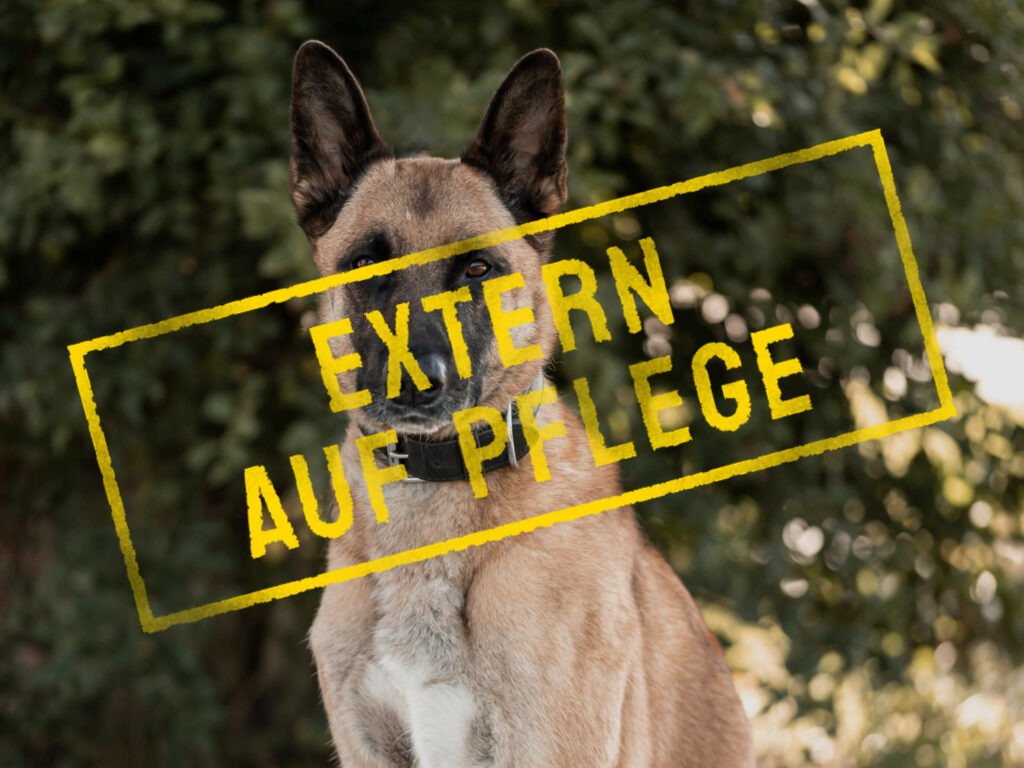 apollo_problemhund-steckbrief-teufels-hunde-extern-auf-pflege