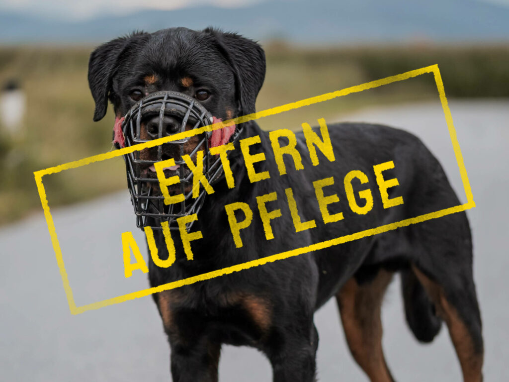 ben_problemhund-steckbrief-teufels-hunde-extern-auf-pflege
