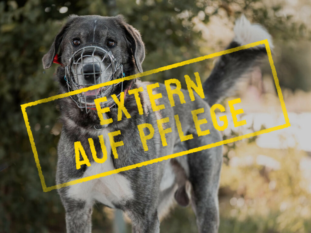 ivan_problemhund-steckbrief-teufels-hunde-extern-auf-pflege