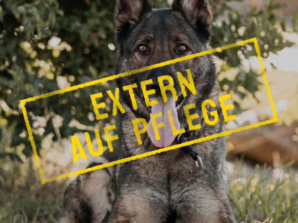 mogli_problemhund-steckbrief-teufels-hunde-extern-auf-pflege