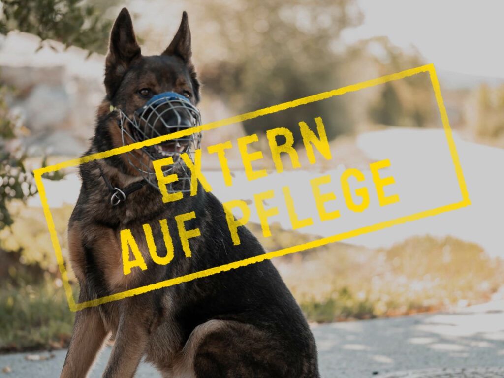 rocky_problemhund-steckbrief-teufels-hunde-extern-auf-pflege