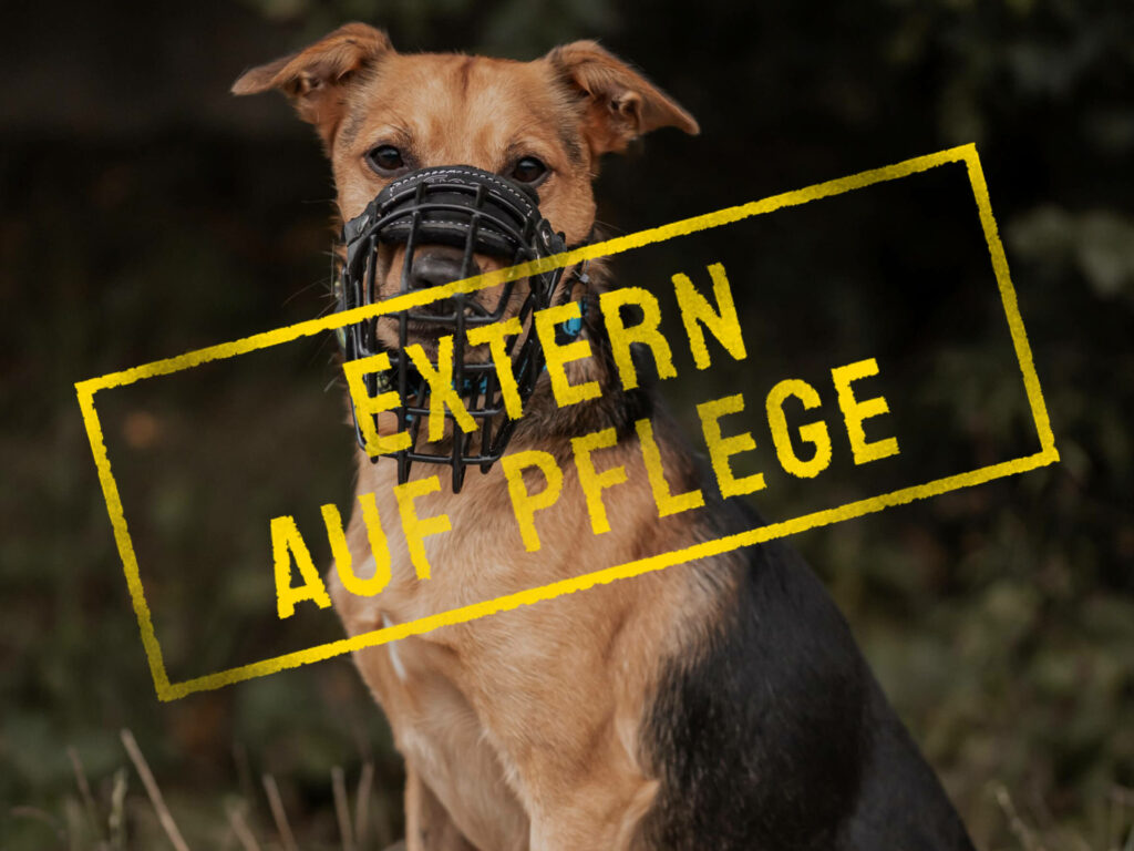 yoshi_problemhund-steckbrief-teufels-hunde-extern-auf-pflege